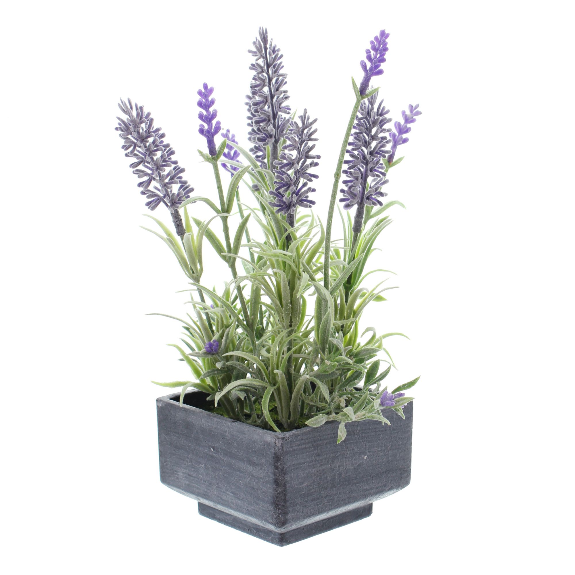 Lavendel im Topf im Frank Flechtwaren Online Shop für Kunstpflanzen kaufen Lavendel im Topf im Frank Flechtwaren Online Shop für Kunstpflanzen kaufen