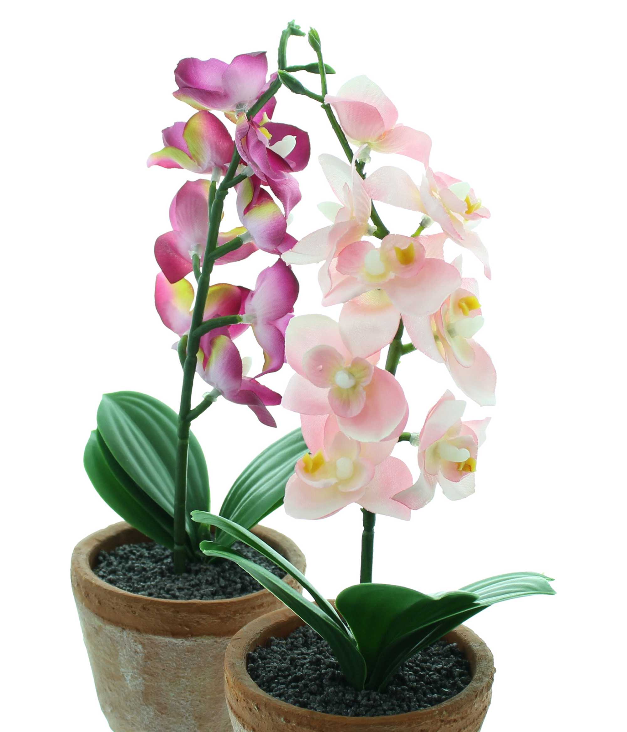 Orchidee im Topf, 2er Set im Frank Flechtwaren Online Shop für Ostern kaufen Orchidee im Topf, 2er Set im Frank Flechtwaren Online Shop für Ostern kaufen