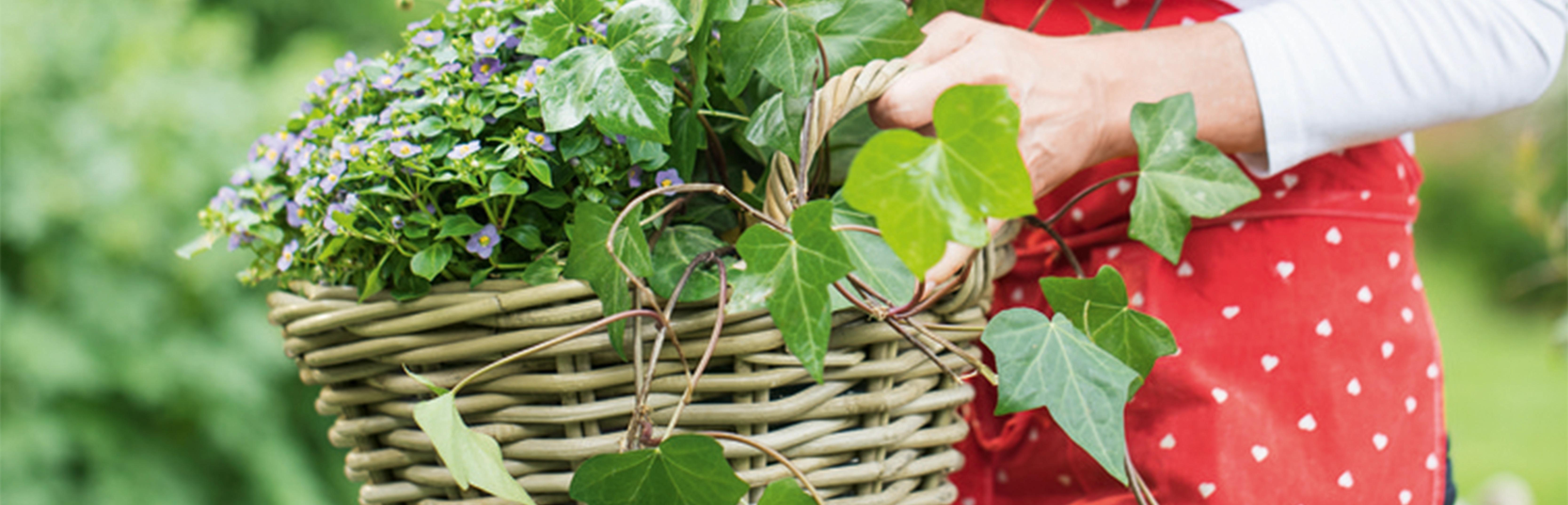 Pflanzkorb: geflochtener Weidenkorb mit grünen Pflanzen, Efeu und lila Blüten für Gartendeko