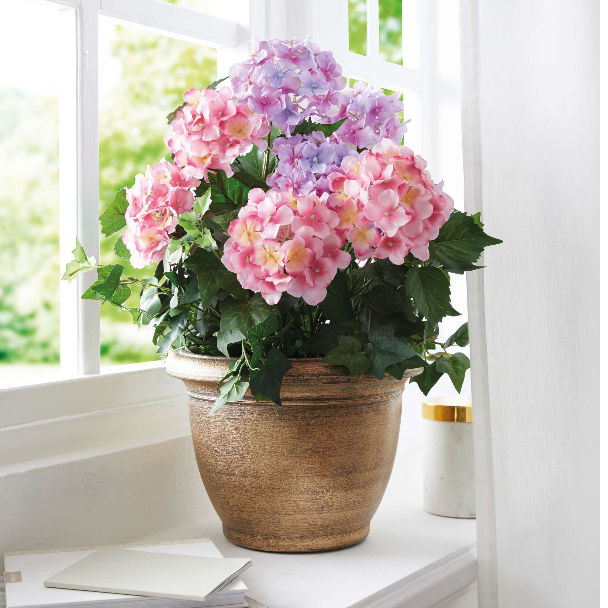 Acheter Hortensias en pot  dans la boutique en ligne de Frank Flechtwaren