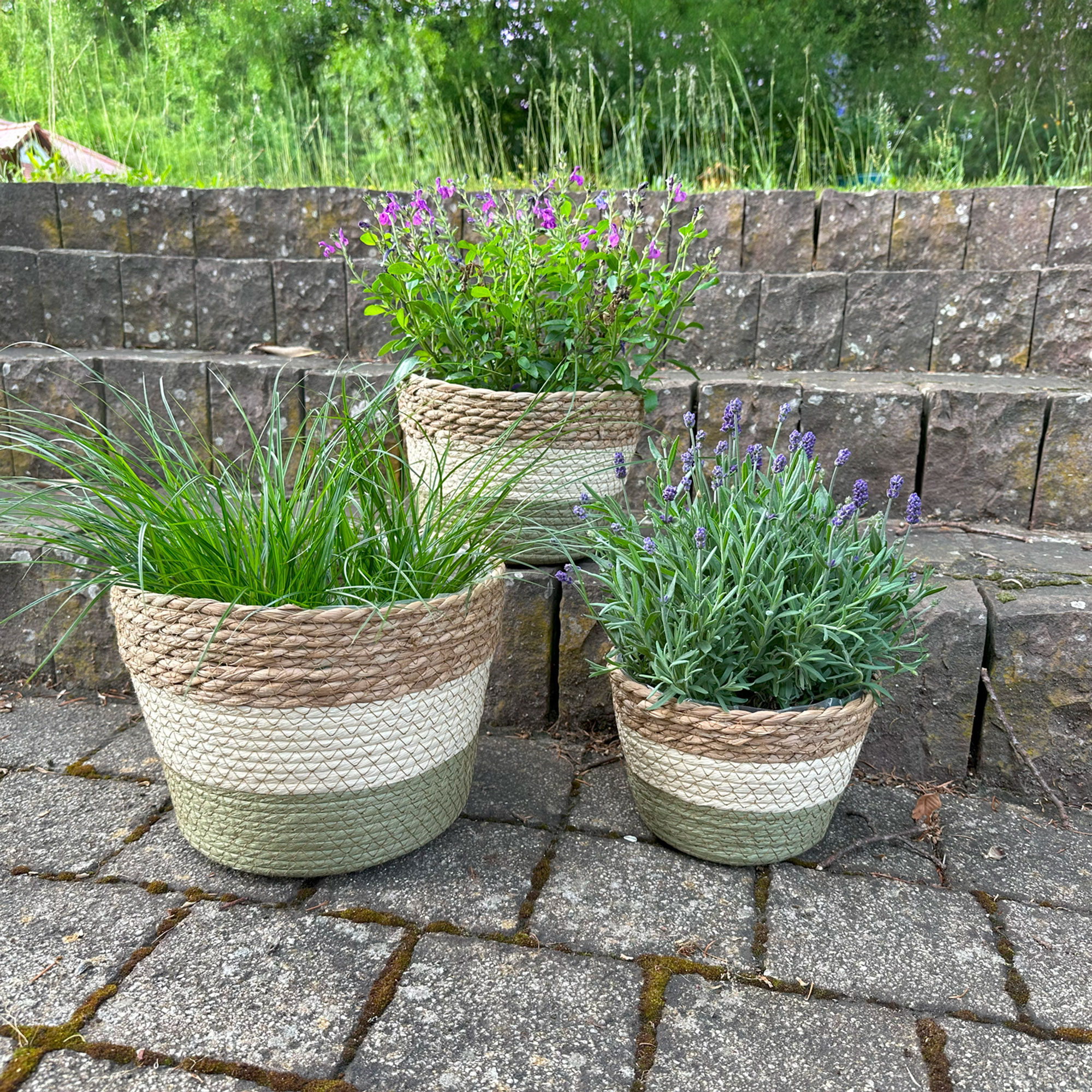 Pflanzer "Naturfarben", groß im Frank Flechtwaren Online Shop für Pflanzkörbe kaufen Pflanzer "Naturfarben", groß im Frank Flechtwaren Online Shop für Pflanzkörbe kaufen