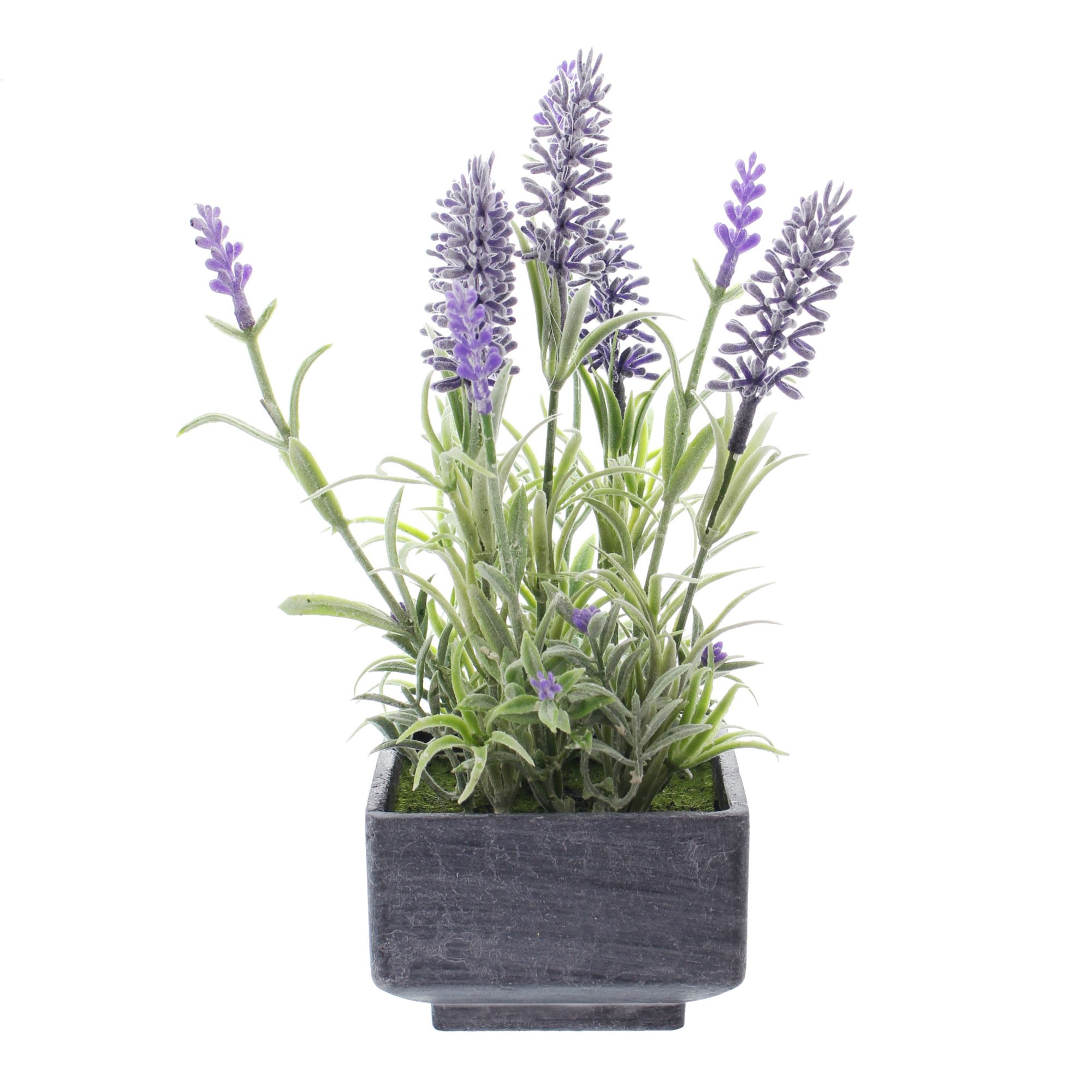 Lavendel im Topf im Frank Flechtwaren Online Shop für Kunstpflanzen kaufen Lavendel im Topf im Frank Flechtwaren Online Shop für Kunstpflanzen kaufen