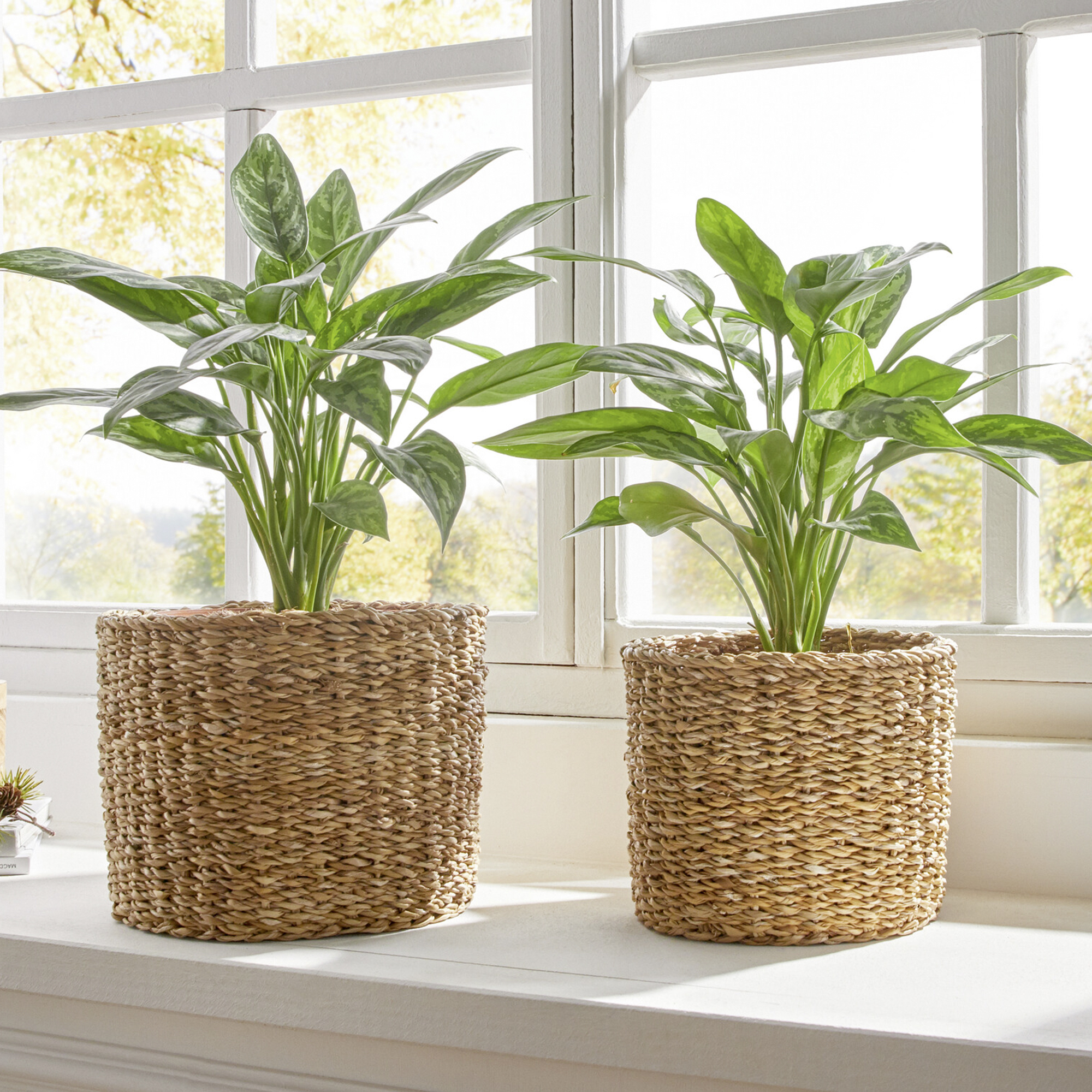 Übertopf "Seegras", 2er Set  im Frank Flechtwaren Online Shop kaufen