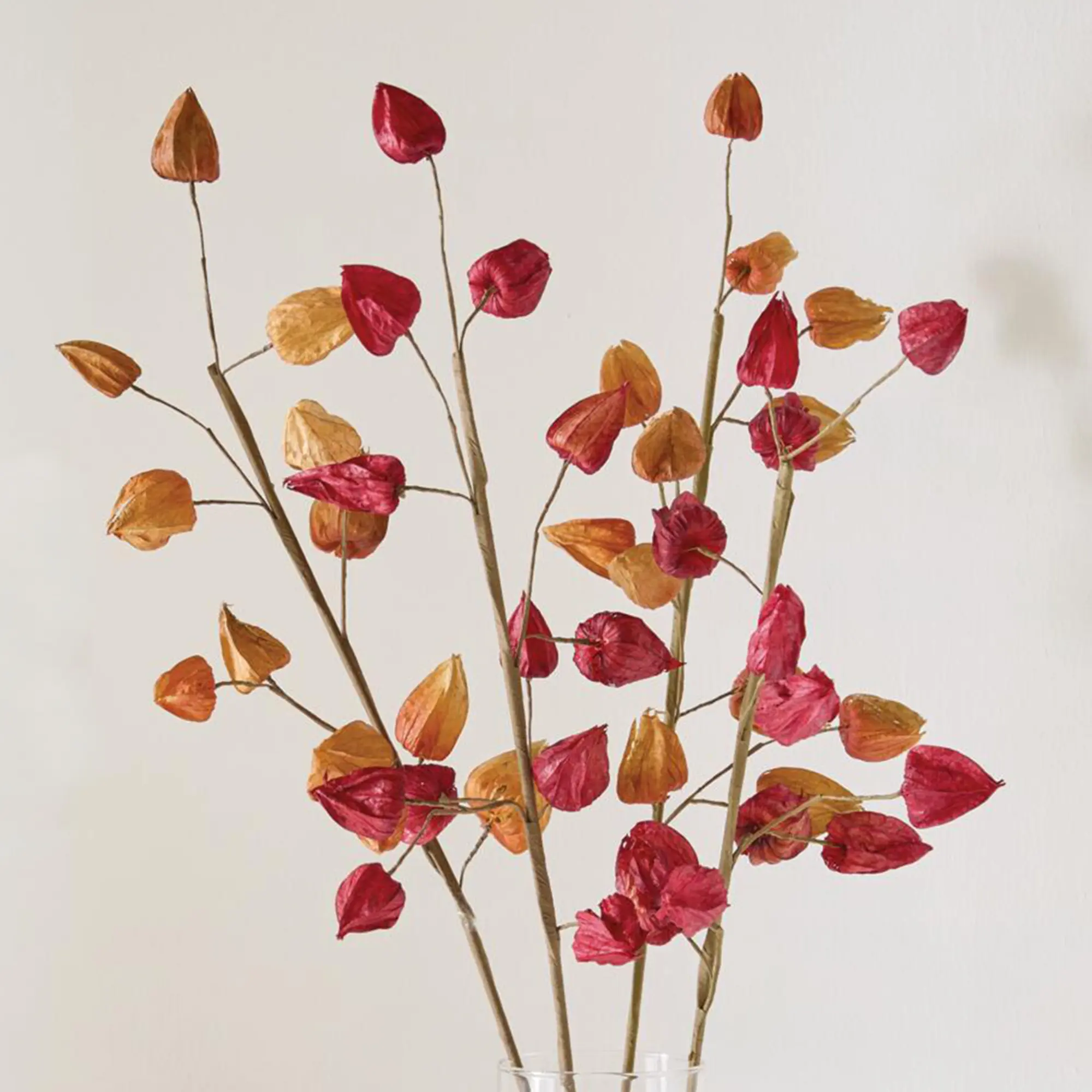 Deko-Zweig "Physalis", 2er Set  im Frank Flechtwaren Online Shop kaufen