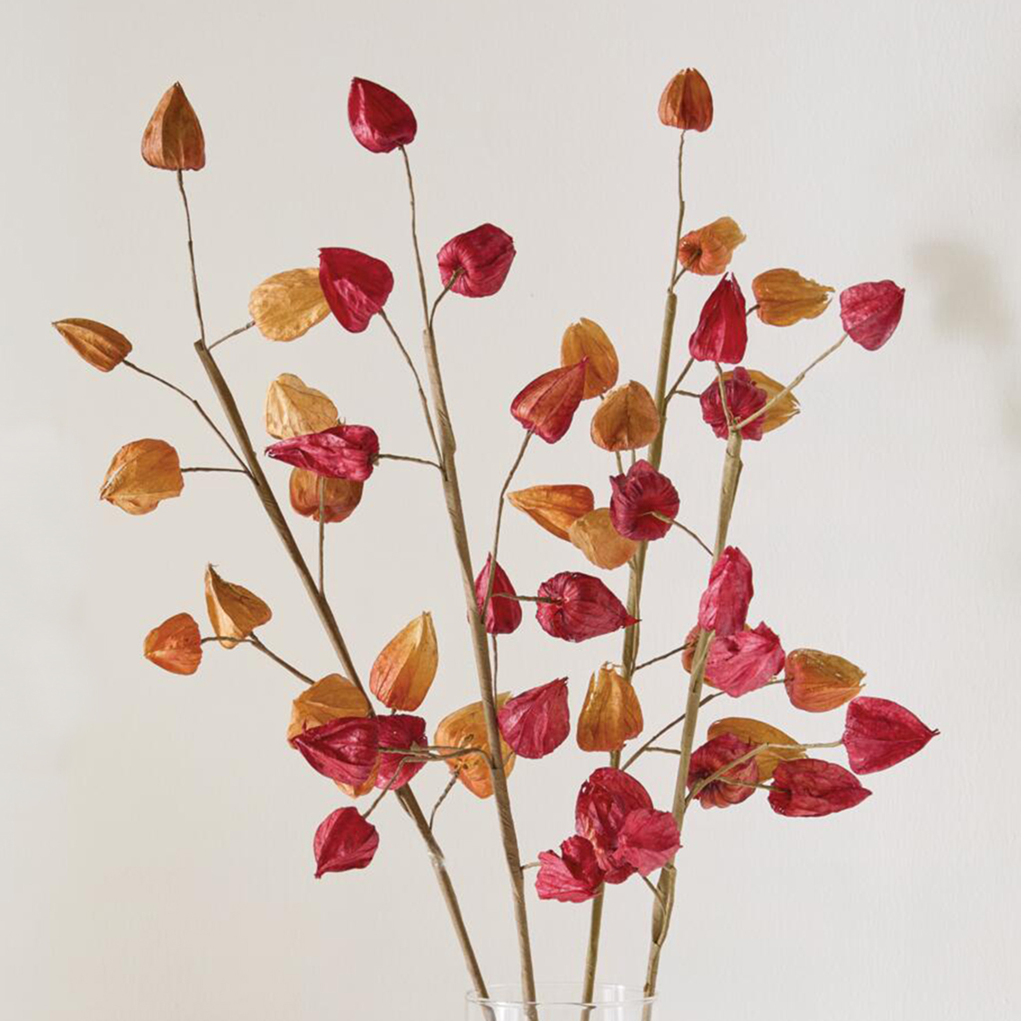 Deko-Zweig "Physalis", 2er Set  im Frank Flechtwaren Online Shop kaufen