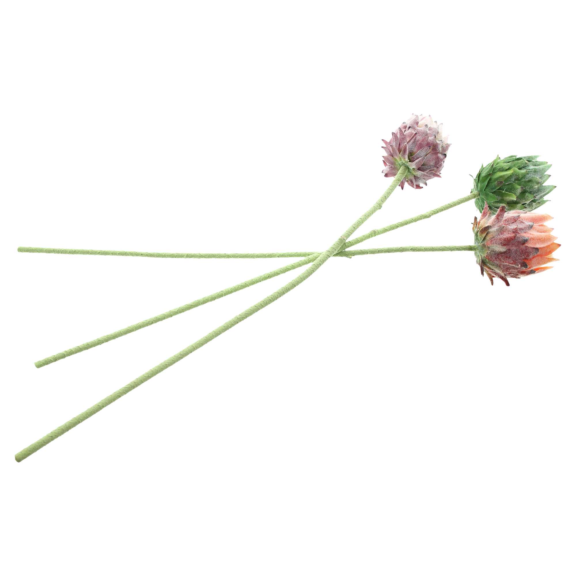 Blume "Protea", 3er Set im Frank Flechtwaren Online Shop für Kunstpflanzen kaufen Blume "Protea", 3er Set im Frank Flechtwaren Online Shop für Kunstpflanzen kaufen