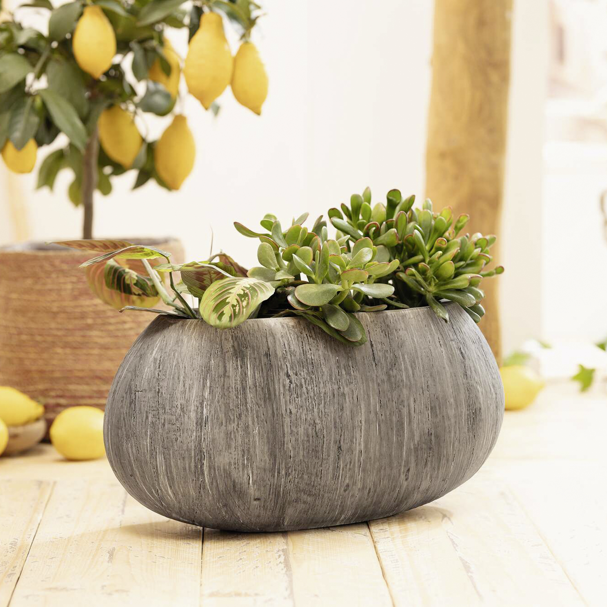 Pflanzschale "Woodgrey"  im Frank Flechtwaren Online Shop kaufen