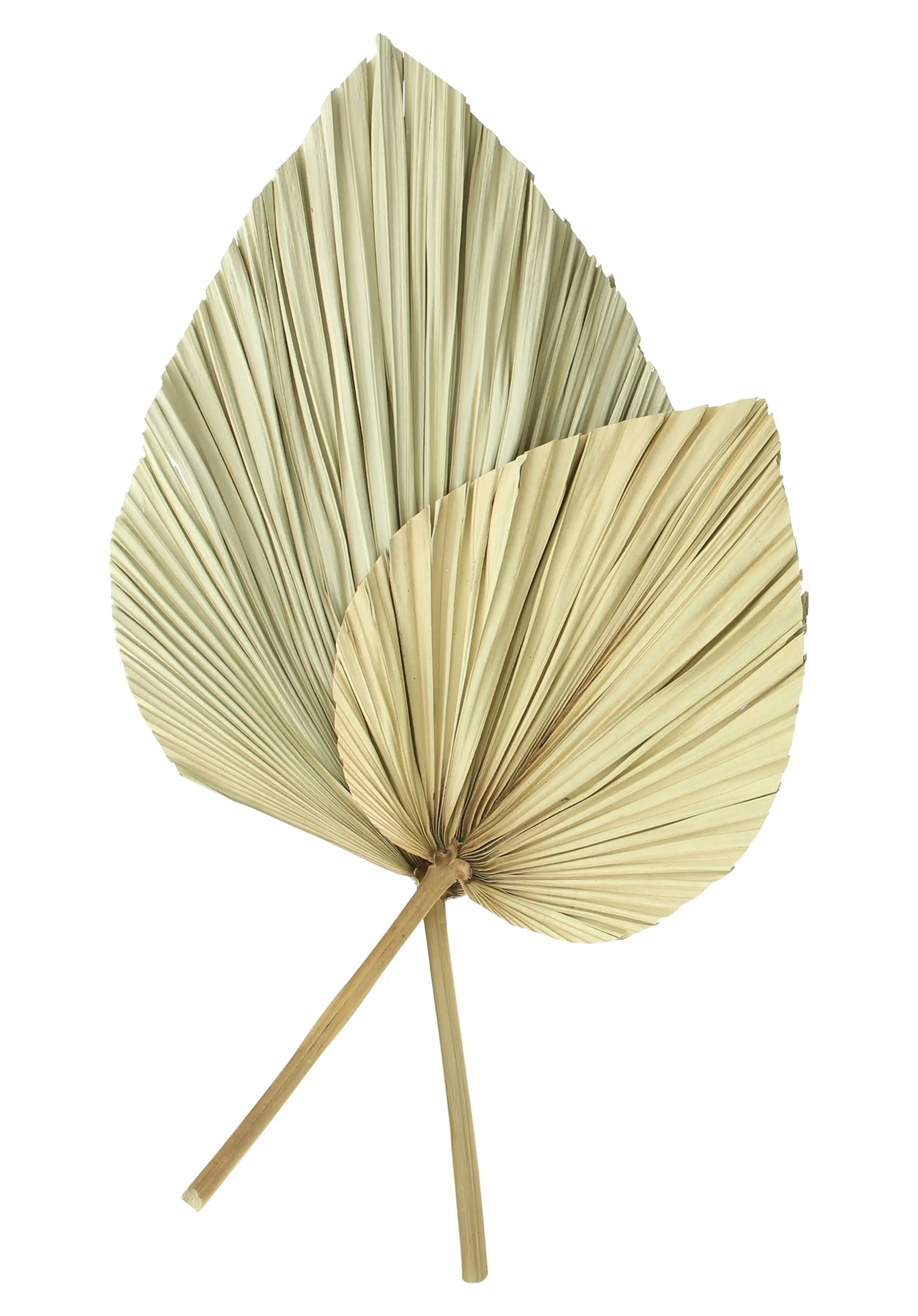 Dekoblatt "Palme", 2er Set im Frank Flechtwaren Online Shop für Wanddeko kaufen Dekoblatt "Palme", 2er Set im Frank Flechtwaren Online Shop für Wanddeko kaufen