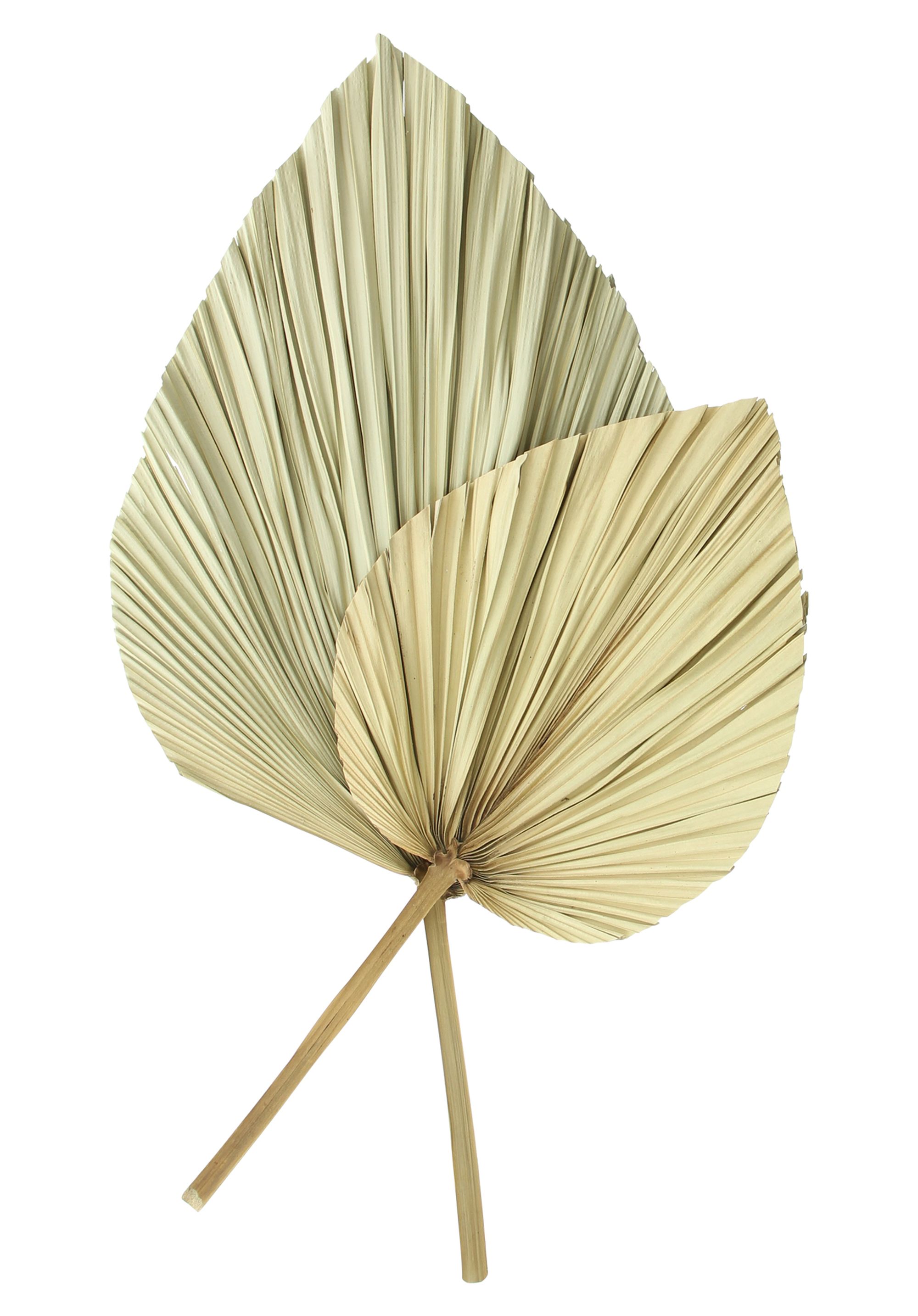 Dekoblatt "Palme", 2er Set im Frank Flechtwaren Online Shop für Herbst kaufen Dekoblatt "Palme", 2er Set im Frank Flechtwaren Online Shop für Herbst kaufen