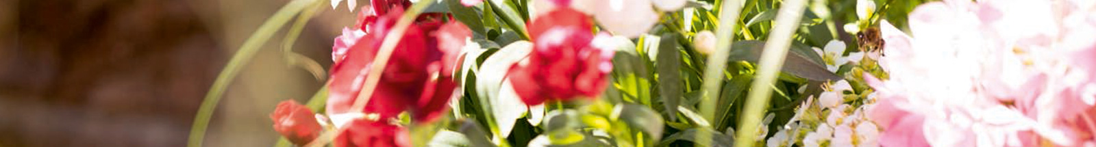 Blühende Blumen und Gräser in bunten Farben im frühlingshaften Garten