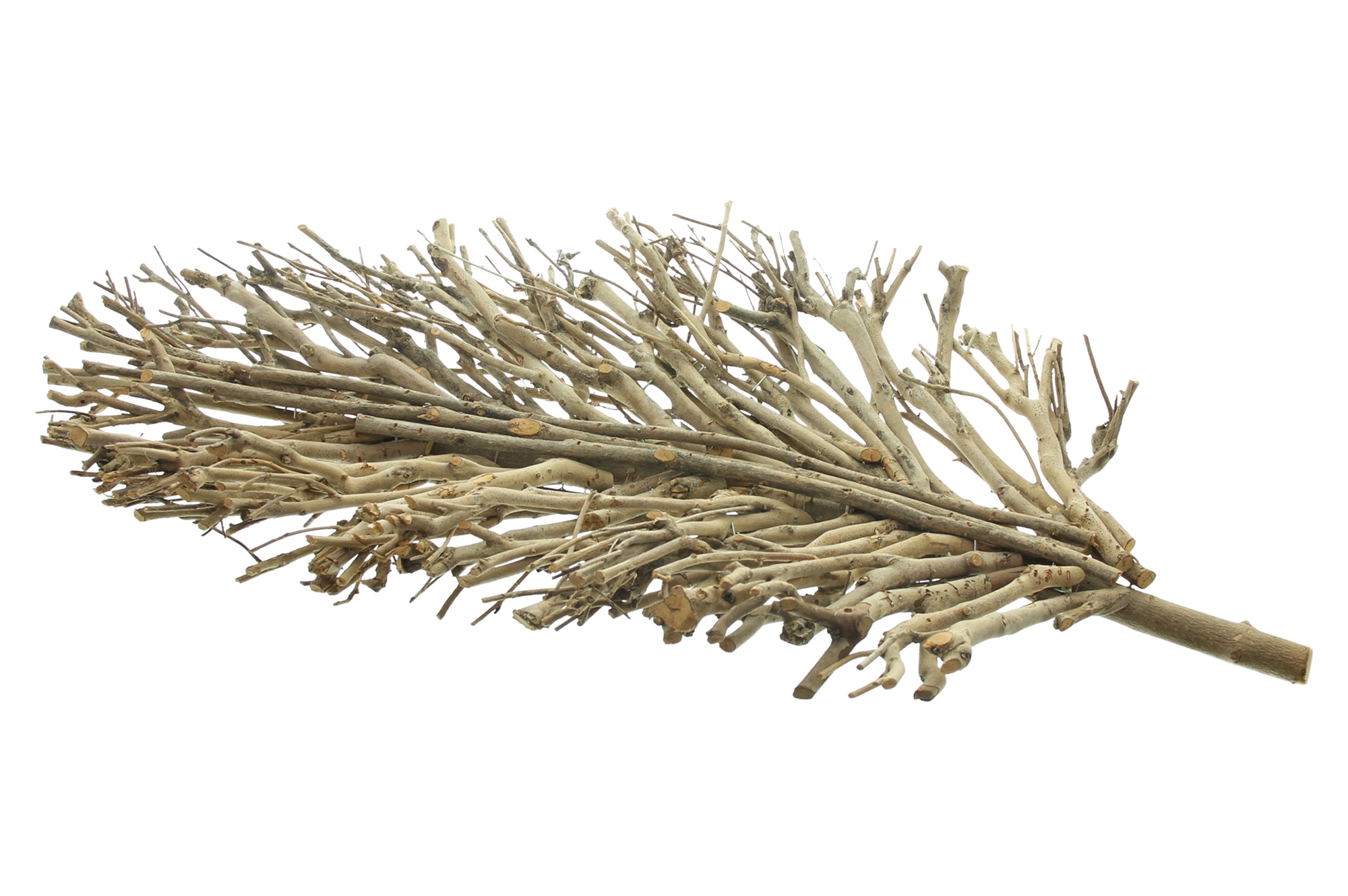 Dekoblatt "Verzweigt"  im Frank Flechtwaren Online Shop für Titelserie Herbst/Winter kaufen