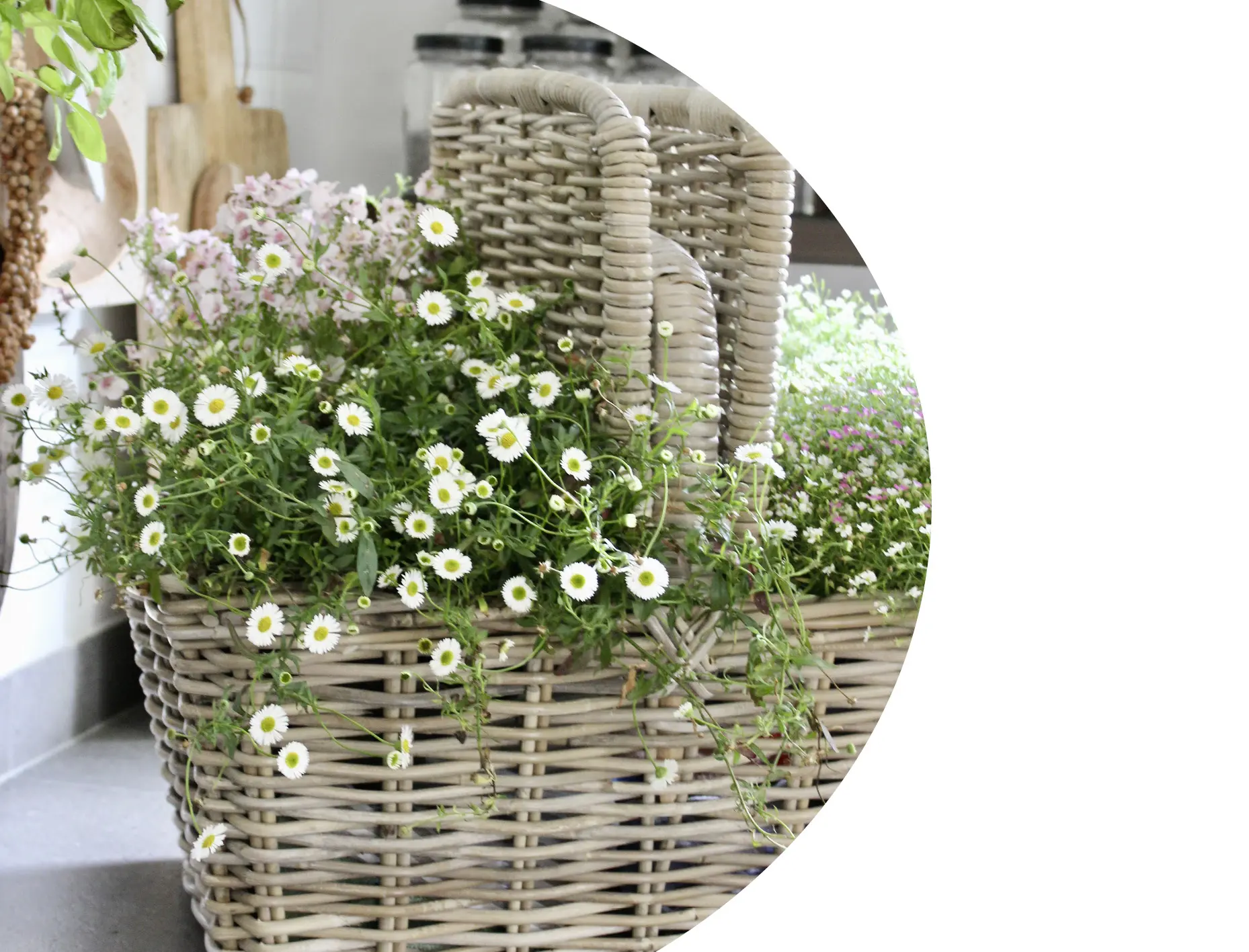 Pflanzkorb: geflochtener Weidenkorb mit weißen Margeriten und rosa Sommerblumen als natürliche Dekoration