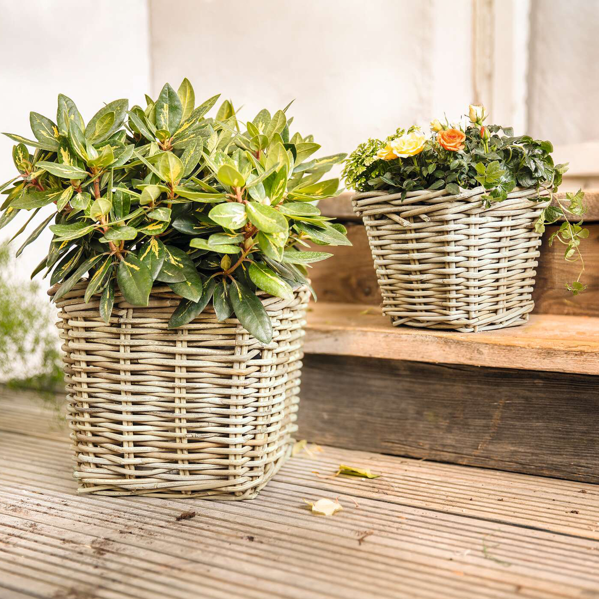 Pflanzer "Rattan", groß  im Frank Flechtwaren Online Shop kaufen