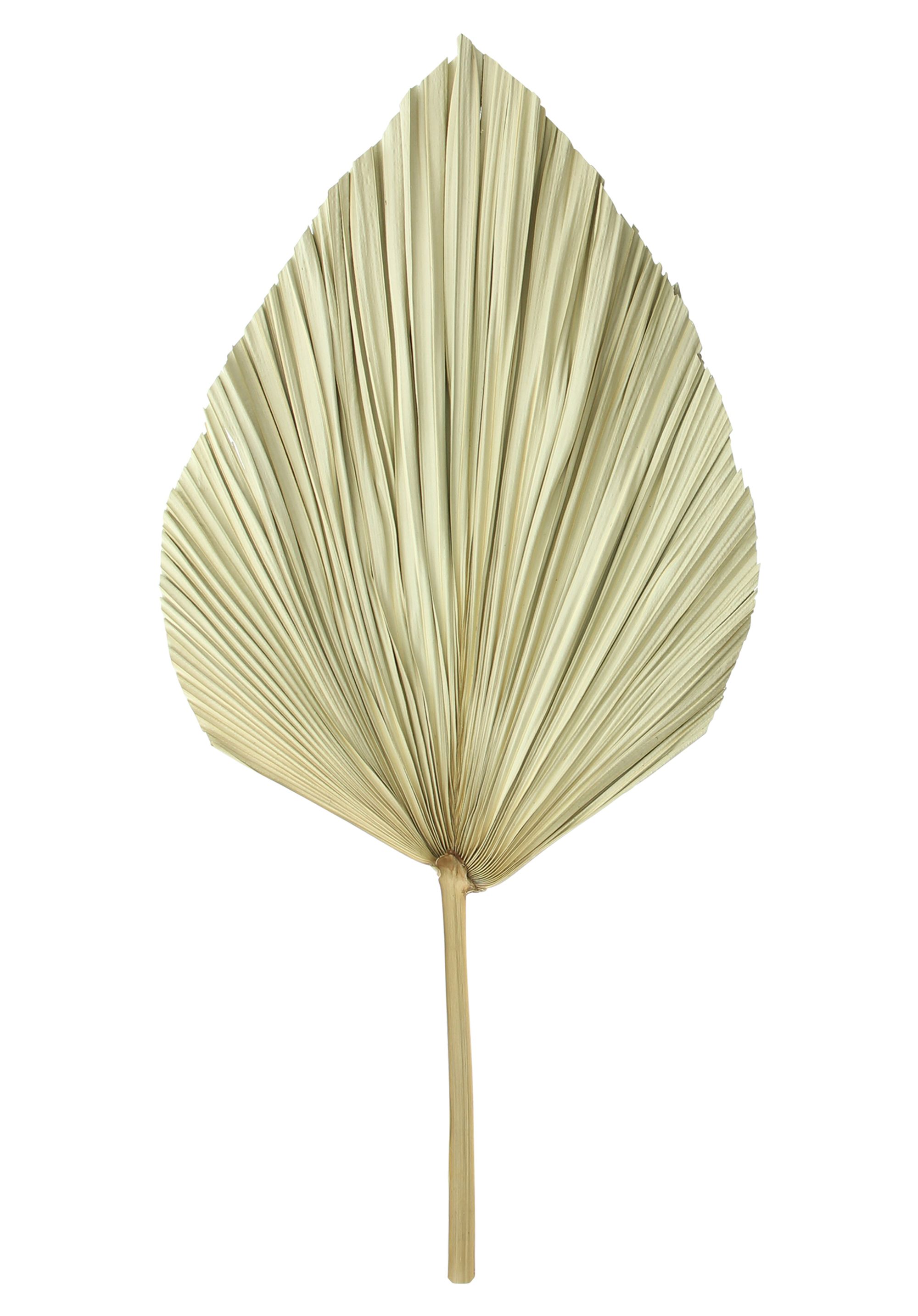 Dekoblatt "Palme", 2er Set im Frank Flechtwaren Online Shop für Herbst kaufen Dekoblatt "Palme", 2er Set im Frank Flechtwaren Online Shop für Herbst kaufen