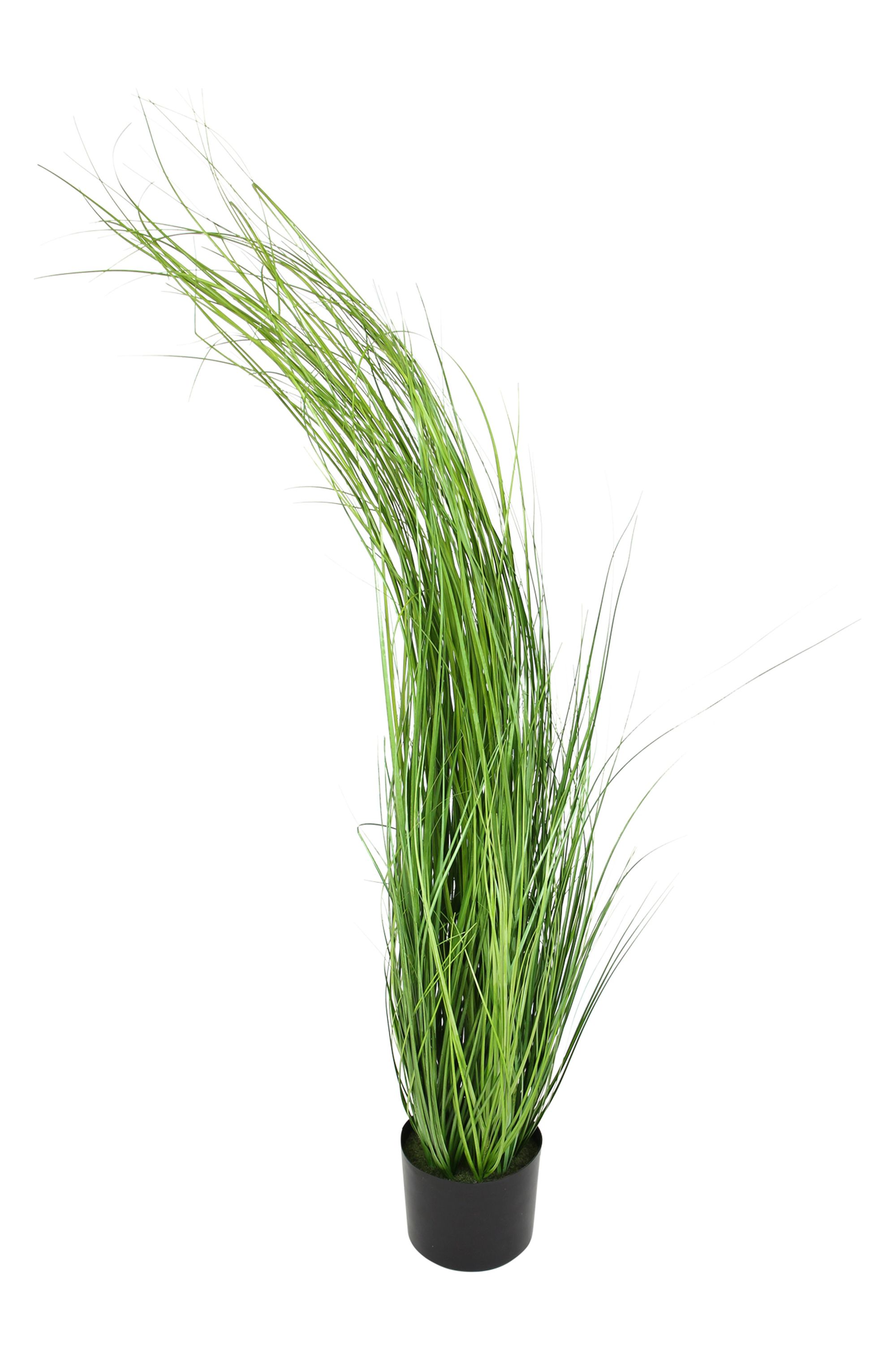 Pflanze "Gras" im Frank Flechtwaren Online Shop für Ostern kaufen Pflanze "Gras" im Frank Flechtwaren Online Shop für Ostern kaufen