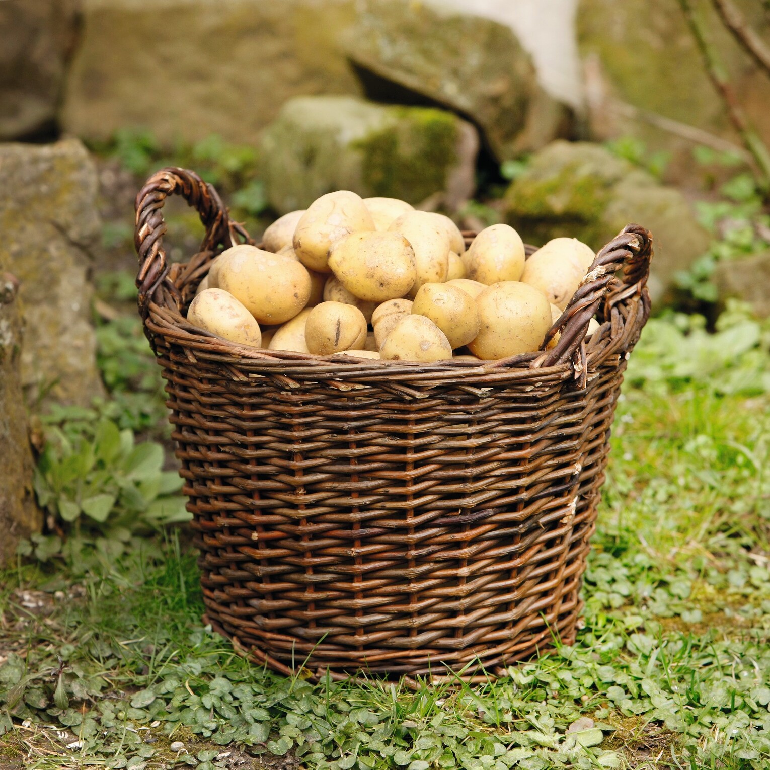 Füllkorb "Natur"  im Frank Flechtwaren Online Shop kaufen
