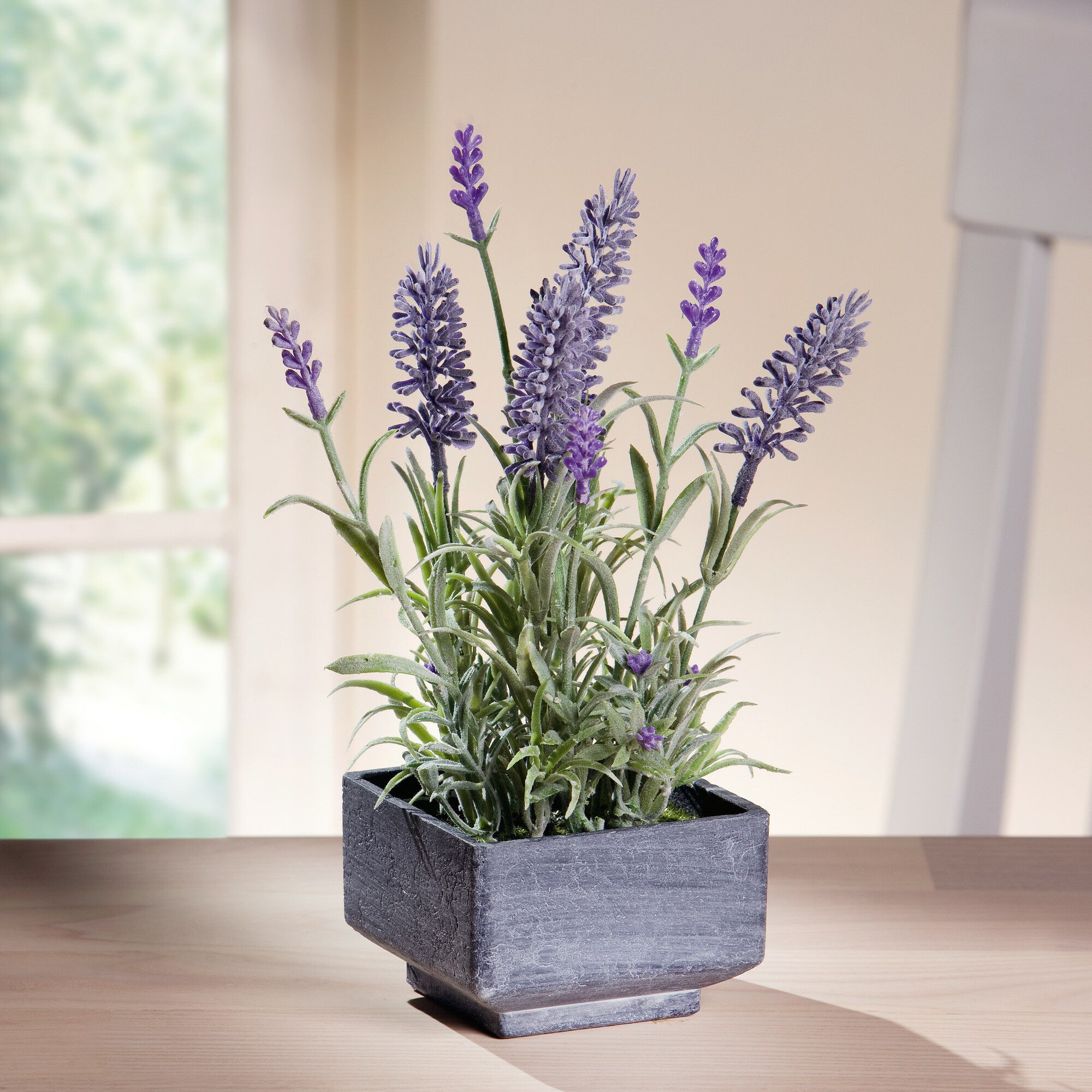 Lavendel im Topf  im Frank Flechtwaren Online Shop kaufen