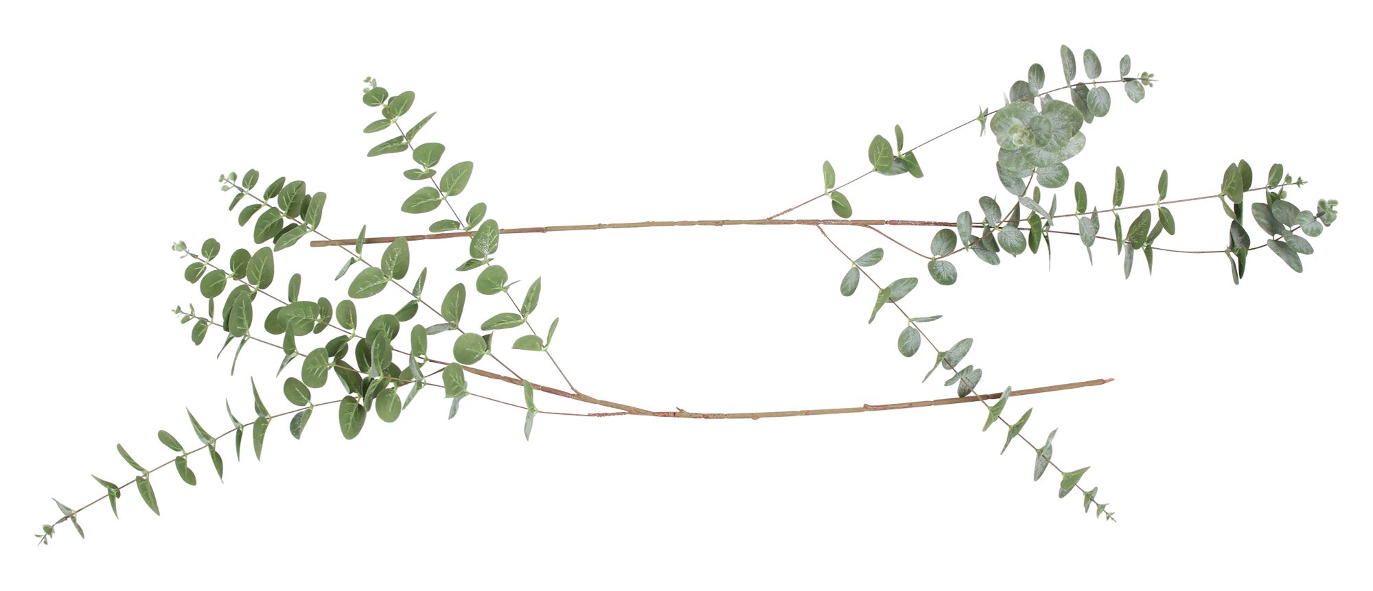 Zweig "Eukalyptus", 2er Set im Frank Flechtwaren Online Shop für Ostern kaufen Zweig "Eukalyptus", 2er Set im Frank Flechtwaren Online Shop für Ostern kaufen