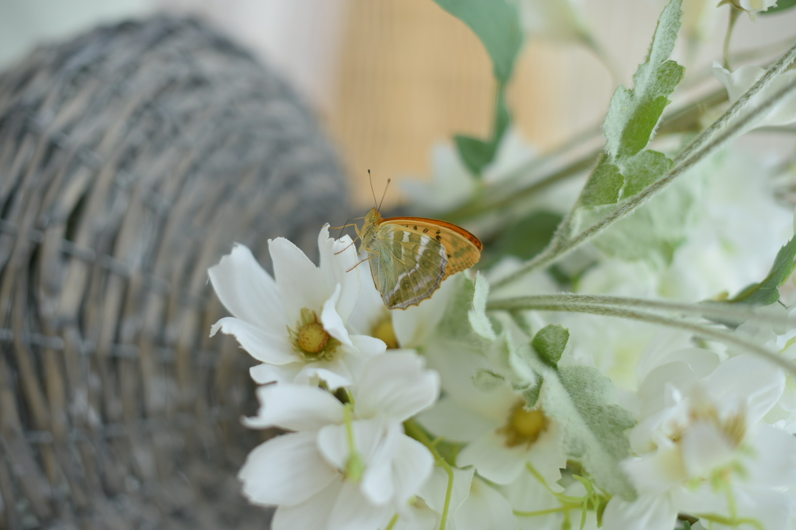 Blumendeko: orangefarbener Schmetterling auf weißen Blüten als natürliche Sommerdekoration