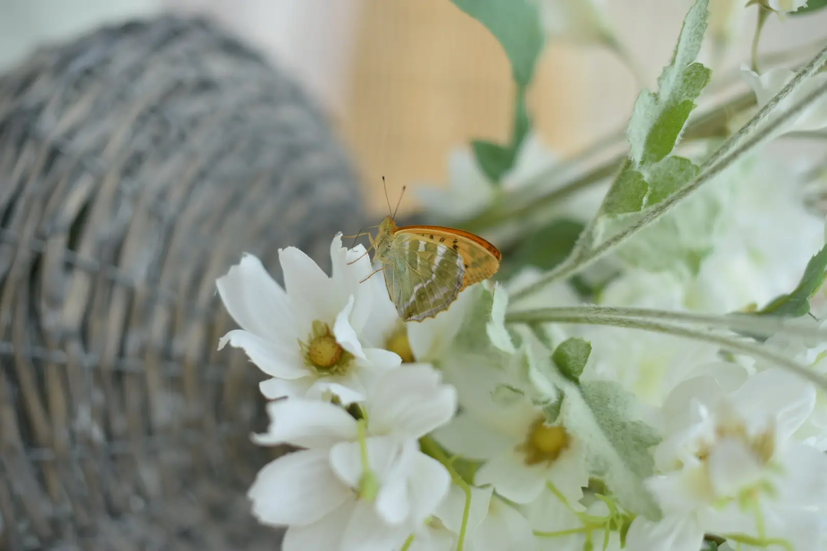Blumendeko: orangefarbener Schmetterling auf weißen Blüten als natürliche Sommerdekoration