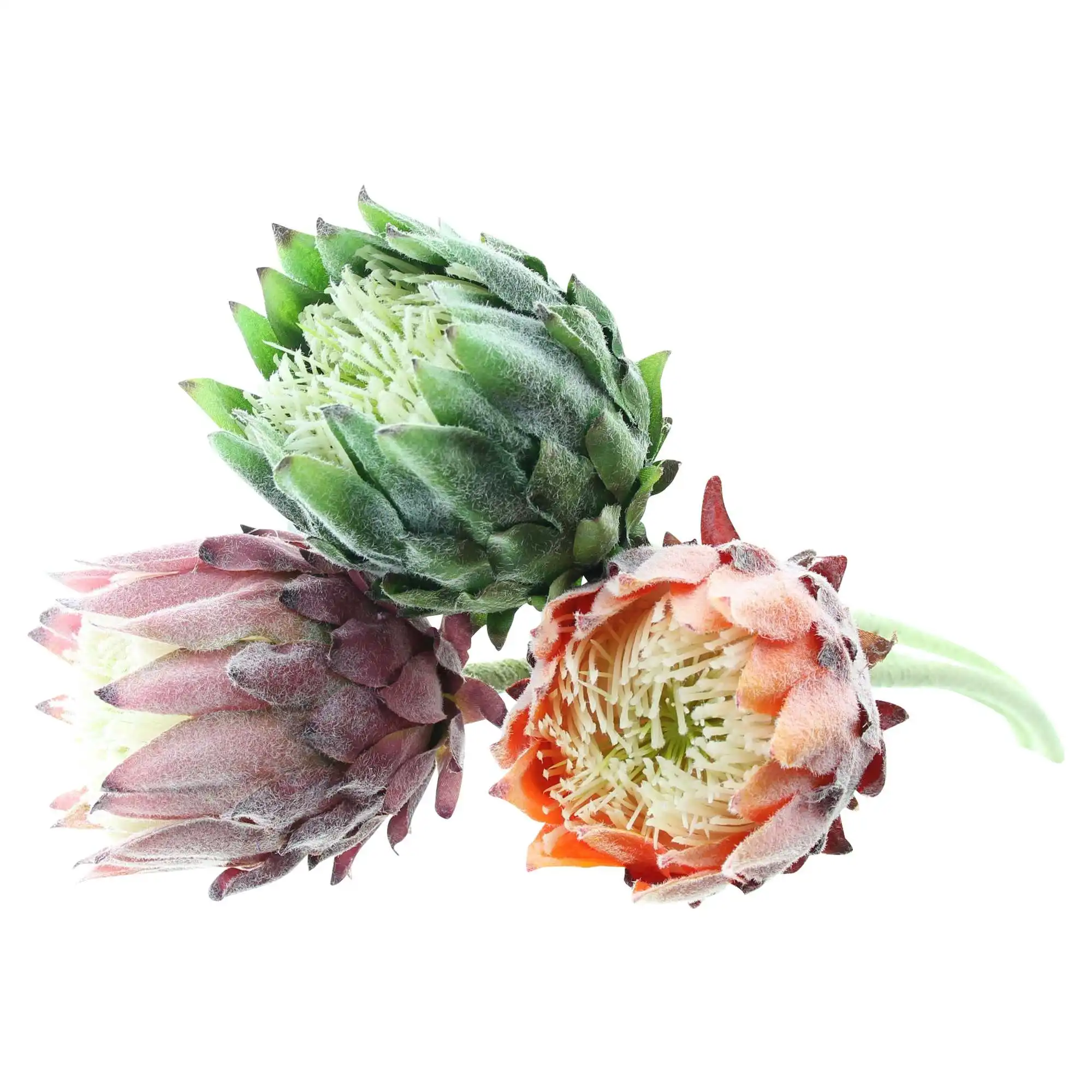 Blume "Protea", 3er Set im Frank Flechtwaren Online Shop für Kunstpflanzen kaufen Blume "Protea", 3er Set im Frank Flechtwaren Online Shop für Kunstpflanzen kaufen