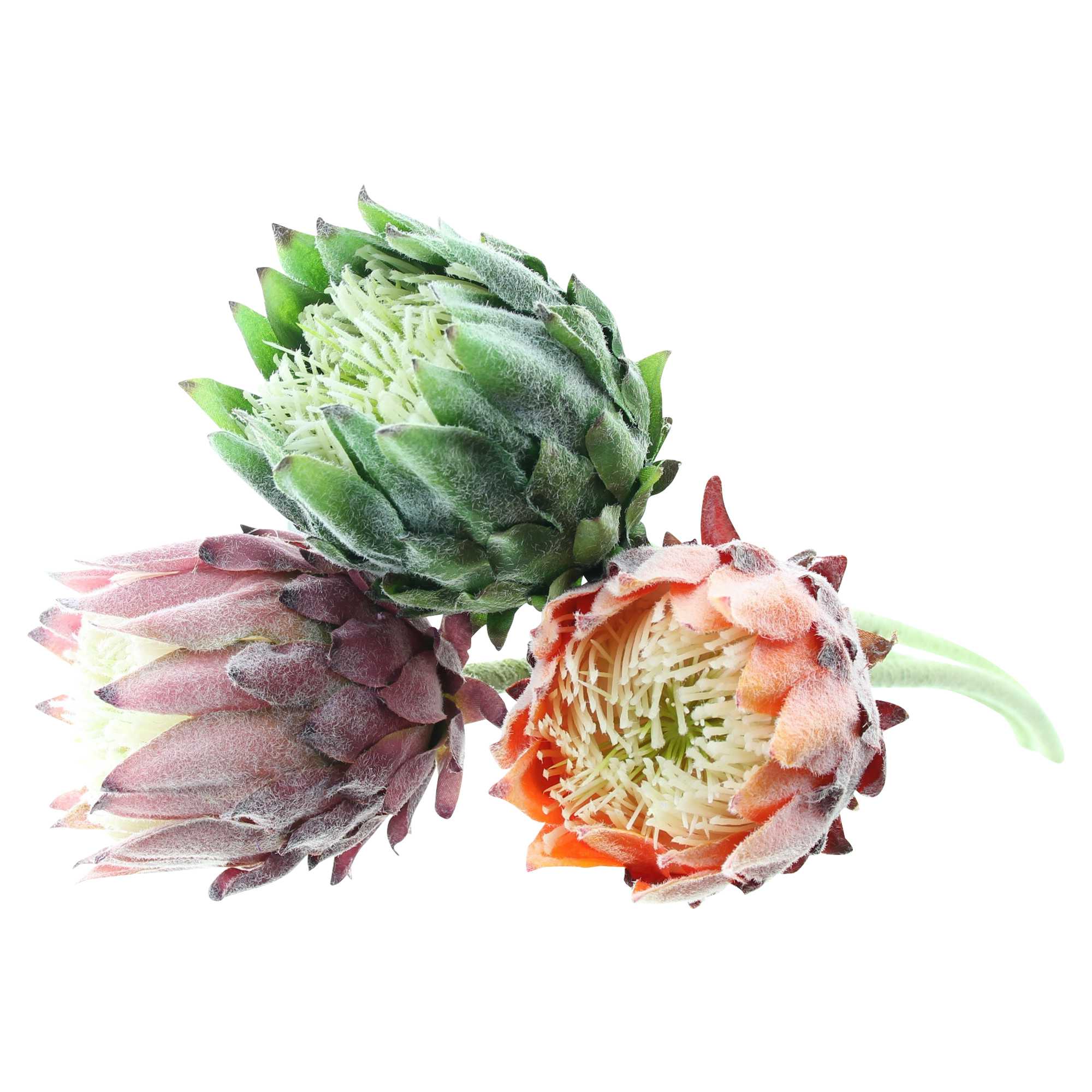Blume "Protea", 3er Set im Frank Flechtwaren Online Shop für Kunstpflanzen kaufen Blume "Protea", 3er Set im Frank Flechtwaren Online Shop für Kunstpflanzen kaufen