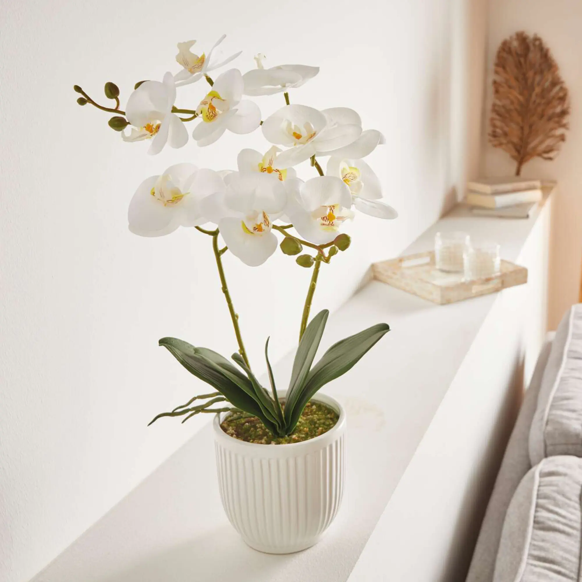 Orchidee "White Butterfly" im Topf  im Frank Flechtwaren Online Shop kaufen