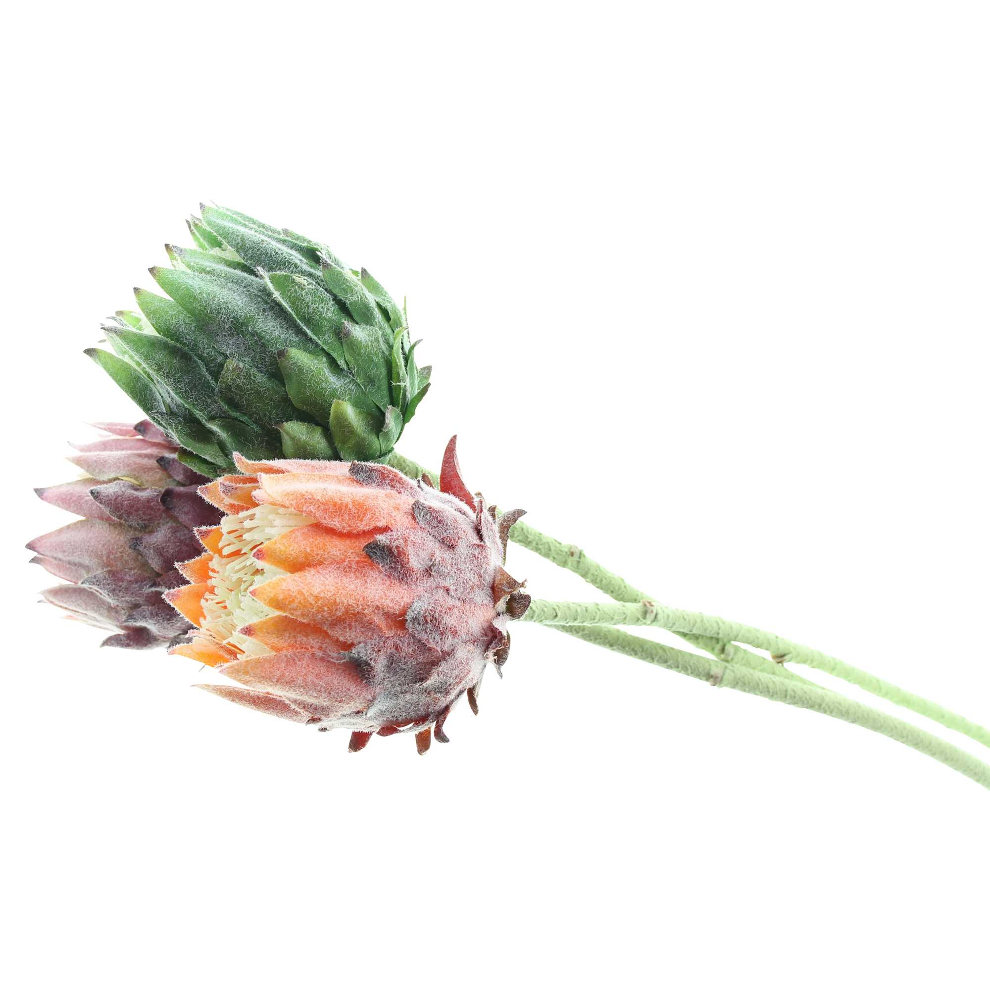 Blume "Protea", 3er Set im Frank Flechtwaren Online Shop für Kunstpflanzen kaufen Blume "Protea", 3er Set im Frank Flechtwaren Online Shop für Kunstpflanzen kaufen