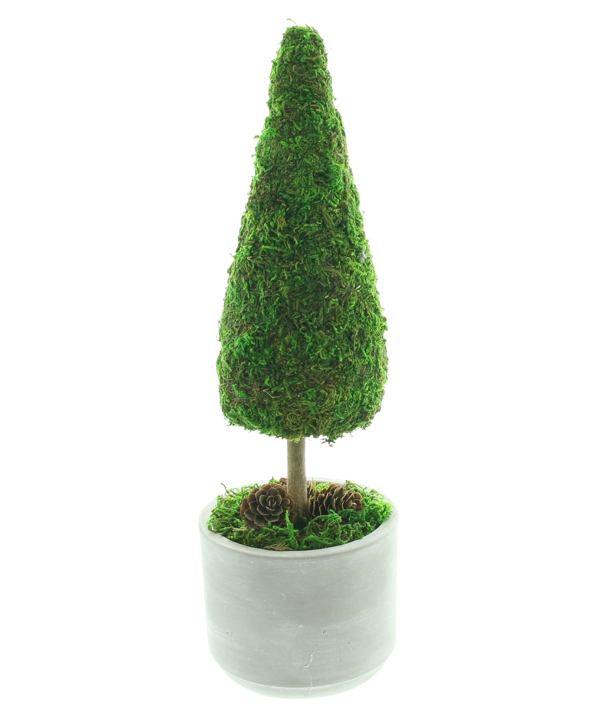 Tanne "Moos"  im Frank Flechtwaren Online Shop für Tannenbäume kaufen