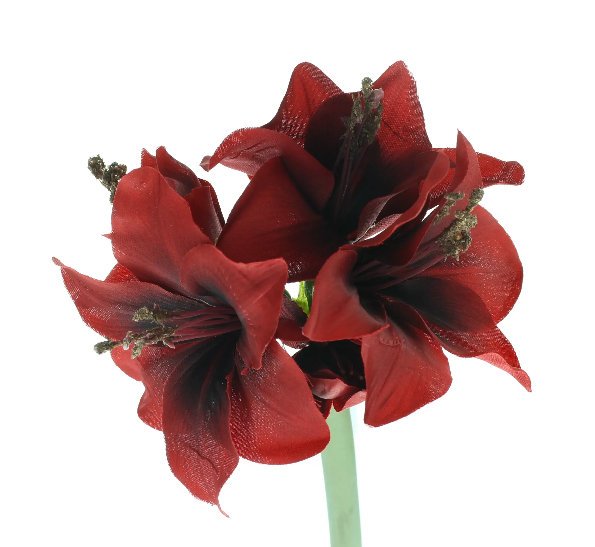 Kunstblume "Amaryllis", rot im Frank Flechtwaren Online Shop für Kunstpflanzen kaufen Kunstblume "Amaryllis", rot im Frank Flechtwaren Online Shop für Kunstpflanzen kaufen